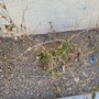 Photo of Turf Trimmers Landscaping