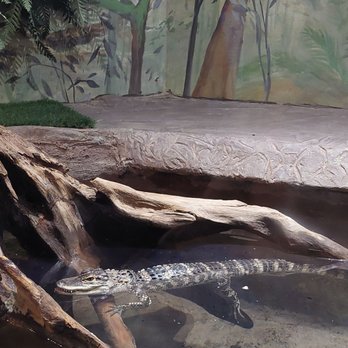 Great Lakes Aquarium - Alligator - Aquariums Near Me - Duluth, Minnesota