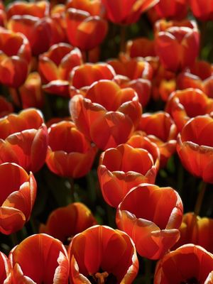 Veldheer Tulip Gardens by null