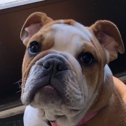 Claremont Heights Postal Center - Hello! My name is Dumpling! Welcome to Claremont Heights Postal!
