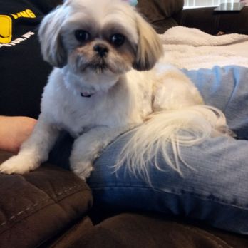 Posh Paws Pet Spa - Pet Groomers Near Me - Coeur d'Alene, Idaho