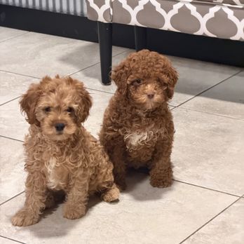 SkylinePuppies - You can't settle for only one - Pet Breeders Near Me - Millersburg, Ohio