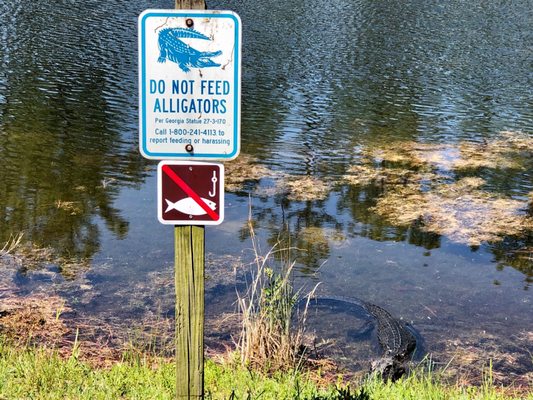 Okefenokee Swamp Park by null