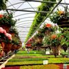 Amherst Greenhouse gift card