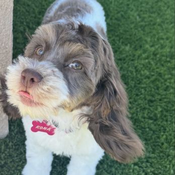 K-9 Kastle - Kona, 5 month Cockapoo - Pet Groomers Near Me - Buena Park, California K-9 Kastle - Kona, 5 month Cockapoo - Pet Groomers Near Me - Buena Park, California