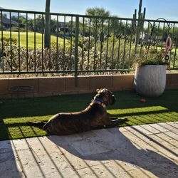 Nebraska Dog Trainers - Jazzy soaking up the sun