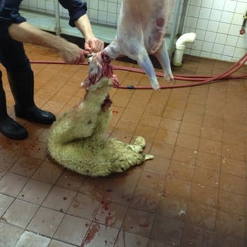 Saba Live Poultry - Experienced hands :) - Butcher Near Me - Brooklyn, New York Saba Live Poultry - Experienced hands :) - Butcher Near Me - Brooklyn, New York