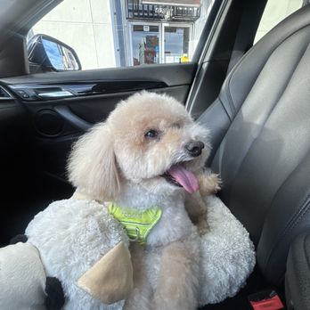 Coco Grooming - Pet Groomers Near Me - Los Angeles, California