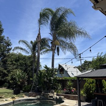 Hercules Lawn & Tree Service - This is a photo of the butchered tree (trimmed by another tree service) and the 2 other Queen palms prior to trimming. - Lawn Services Near Me Hercules Lawn & Tree Service - This is a photo of the butchered tree (trimmed by another tree service) and the 2 other Queen palms prior to trimming. - Lawn Services Near Me