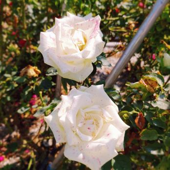 Gemini Peach and Rose Farm - Pick Your Own Farms Near Me - Denton, Texas Gemini Peach and Rose Farm - Pick Your Own Farms Near Me - Denton, Texas
