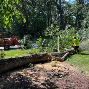 COUNTY TREE SERVICE - 190 Photos & 270 Reviews - 6600 W 41st St ...