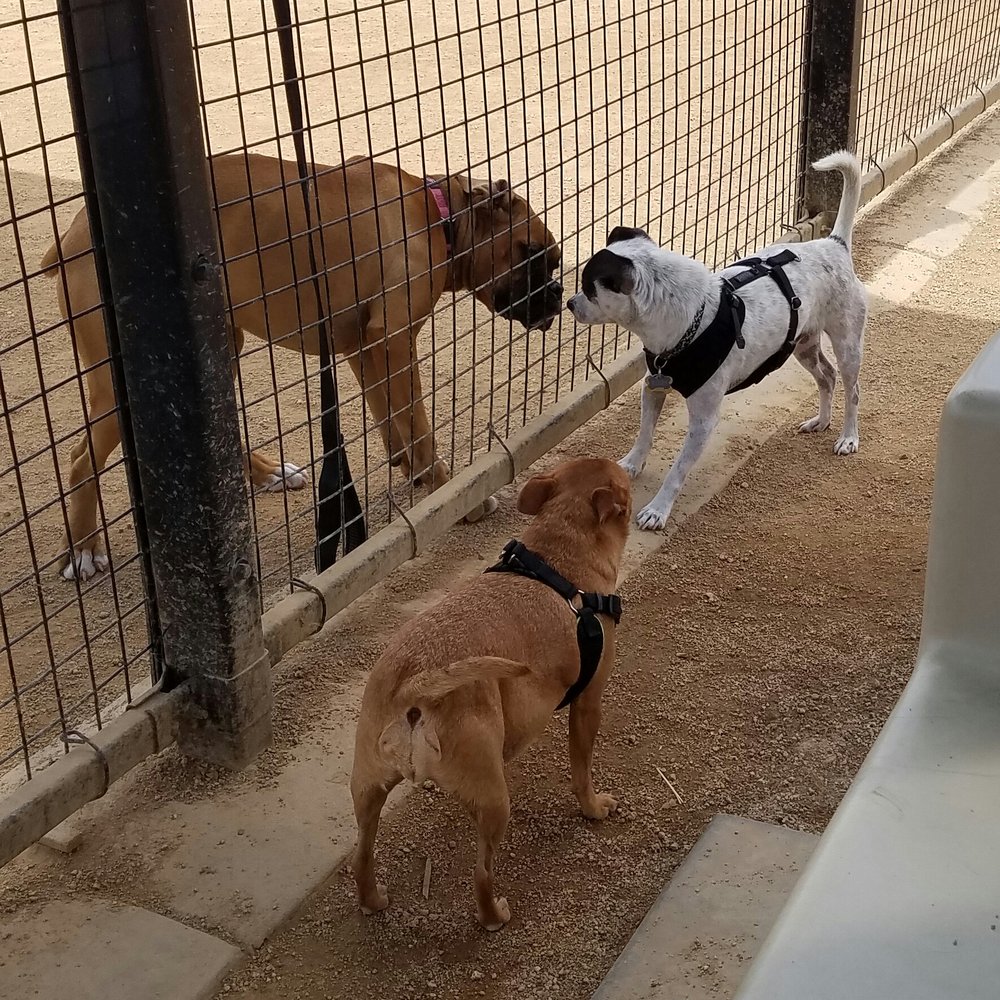 Whittier Dog Park - Dog Parks Near Me - Whittier, California Whittier Dog Park - Dog Parks Near Me - Whittier, California