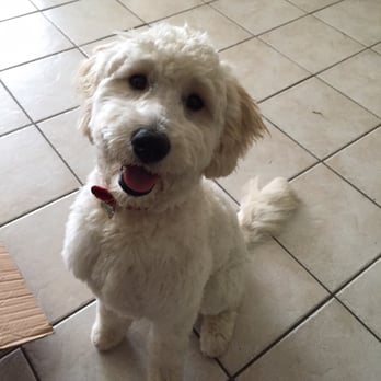 Prestige Pet care - Pet Sitting Near Me - clearwater, Florida