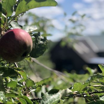 Brown's Beautiful Blueberries - a barn in the background - Farmers Market Near Me - Craftsbury, Vermont Brown's Beautiful Blueberries - a barn in the background - Farmers Market Near Me - Craftsbury, Vermont