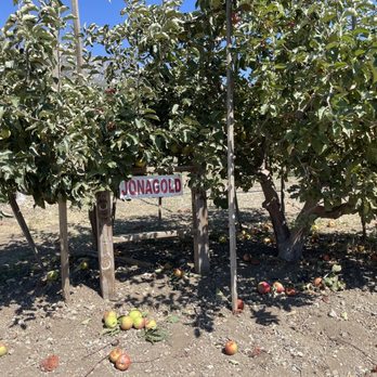 Rileys At Los Rios Rancho - One of the best variety of apples I have ever tasted! - Fruits & Veggies Near Me - Oak Glen, California
