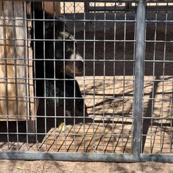 Keepers of the Wild Nature Park - Bear was hanging out