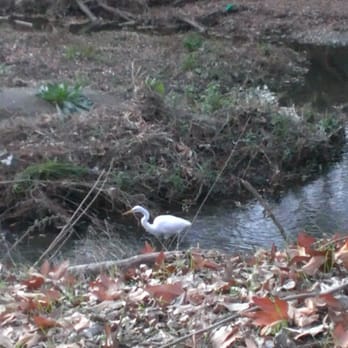 Los Alamitos Creek Trail - White crane in the creek! - Hiking Near Me - San Jose, California Los Alamitos Creek Trail - White crane in the creek! - Hiking Near Me - San Jose, California
