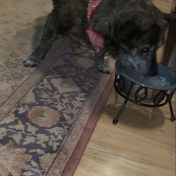 Veterinary Emergency Group - Drinking chicken broth! - Emergency Pet Hospital Near Me - San Ramon, California Veterinary Emergency Group - Drinking chicken broth! - Emergency Pet Hospital Near Me - San Ramon, California