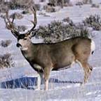Glenwood - Wild game processing, bring your venison to us. - Meat Shops Near Me - Saint Anthony, Idaho