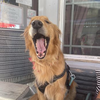 Little Lion Cafe - Bruno enjoys Little Lion Cafe and will be back! Yesssss - Cafes Near Me - San Diego, California