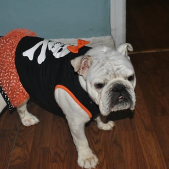Citibulldogs - Sandy getting ready for Halloween 2015. She is the best bulldog ever! Everyone who meets her loves her! Sweet as can be! - Pet Services Near Me Citibulldogs - Sandy getting ready for Halloween 2015. She is the best bulldog ever! Everyone who meets her loves her! Sweet as can be! - Pet Services Near Me