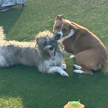 Big Dog Boarding - Pet Boarding Near Me - Searcy, Arkansas Big Dog Boarding - Pet Boarding Near Me - Searcy, Arkansas