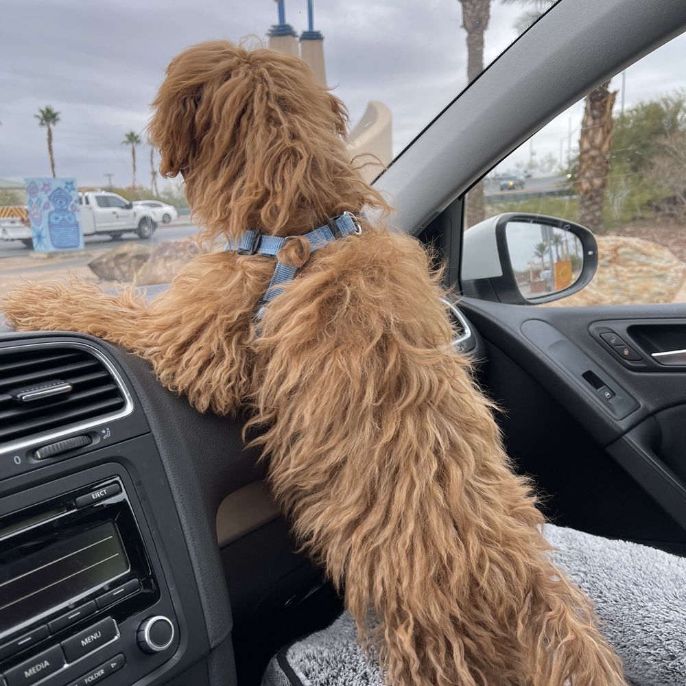 Calling All Paws - Pet Groomers Near Me - Las Vegas, Nevada