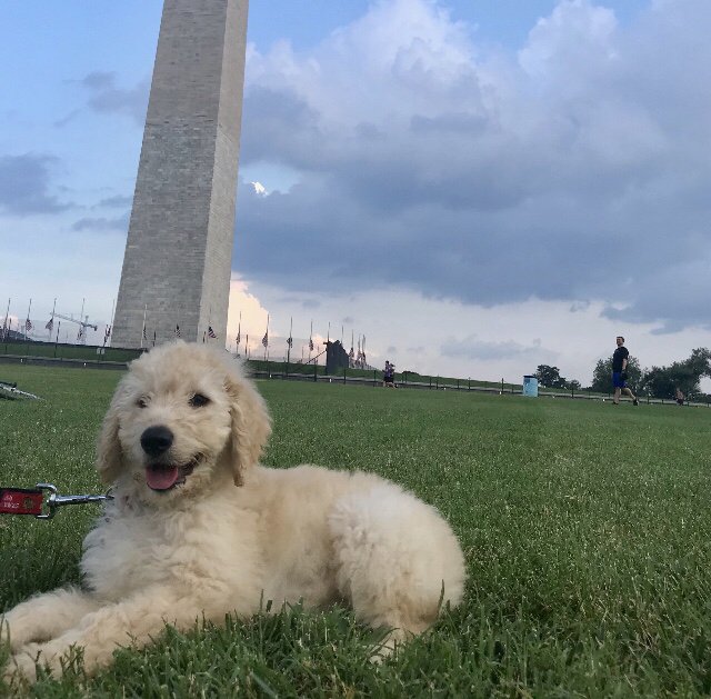 HOMEGROWN DOODLES Updated October 2024 1785 Locust, Steward