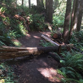Russian Gulch State Park - Love the heavily wooded trails - Parks Near Me - Mendocino, California Russian Gulch State Park - Love the heavily wooded trails - Parks Near Me - Mendocino, California