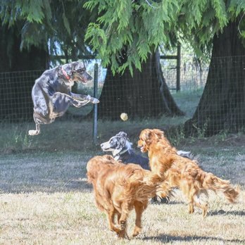 Double Dog Ranch - Pet Boarding Near Me Double Dog Ranch - Pet Boarding Near Me