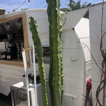 Communal - Love this cactus. - Coffee & Tea Near Me - San Diego, California Communal - Love this cactus. - Coffee & Tea Near Me - San Diego, California