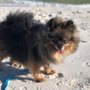 Photo of Poodle and Pooch Rescue