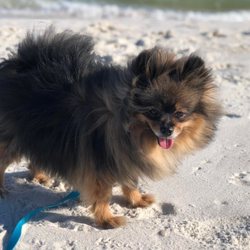 Poodle and Pooch Rescue - My Coco