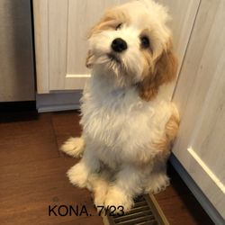 A Dog's Best Friend Training - Little Kona. One of our board and train stars.