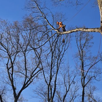 Jays Trees and Gutters - Tree Services Near Me - Stone Mountain, Georgia Jays Trees and Gutters - Tree Services Near Me - Stone Mountain, Georgia