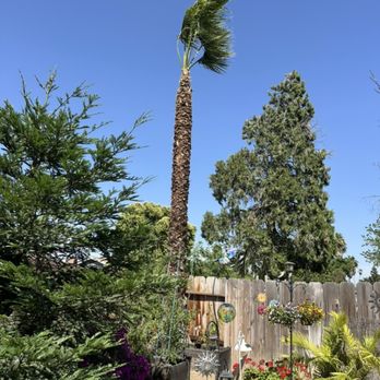 J R Tree Service - Palm - Tree Services Near Me J R Tree Service - Palm - Tree Services Near Me