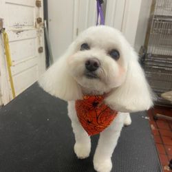 Discount Pet Grooming Near Me