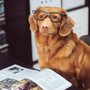 Photo of Doyle Opticians