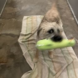 Animal Rescue Project - Playful and friendly scruffybutt! So stinkin' cute and fun!