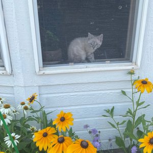 Photo of No Sweat Cafe - Helena, MT, United States. Fritz Zimmerman's windows.