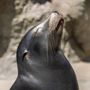 Photo of Brookfield Zoo Chicago