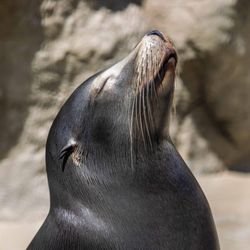 user provided Brookfield Zoo Chicago photo