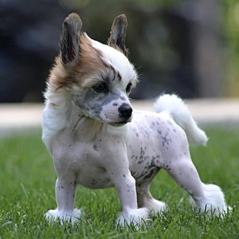 Crested Powderpuff Chinese Crested Dogs For Adoption Crested Dogs