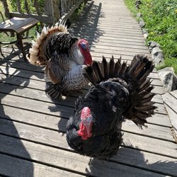 Indian Valley Mine & Gifts - Turkeys