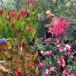 La Crescenta Nursery - Leaucadendrons and Grevilleas: great as heat tolerant  low maintenance plants. Colorful and gorgeous
