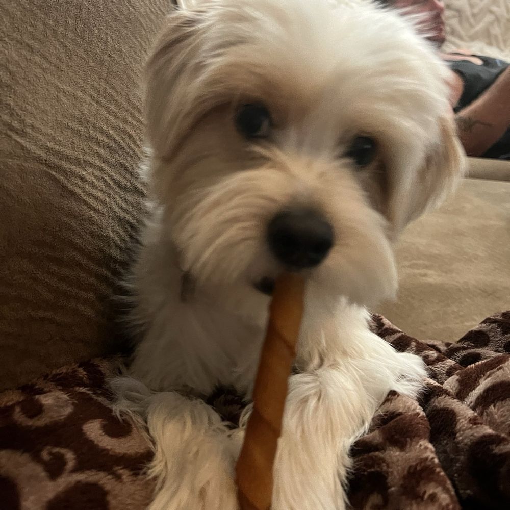 Pet Beloved - Tucker! Few days after grooming! So soft and clean! - Pet Groomers Near Me - San Diego, California Pet Beloved - Tucker! Few days after grooming! So soft and clean! - Pet Groomers Near Me - San Diego, California