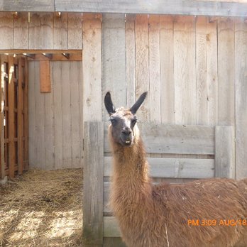 1. Lobo Loco Alpaca Farm