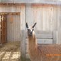 Photo of Lobo Loco Alpaca Farm