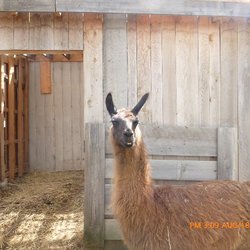 Lobo Loco Alpaca Farm