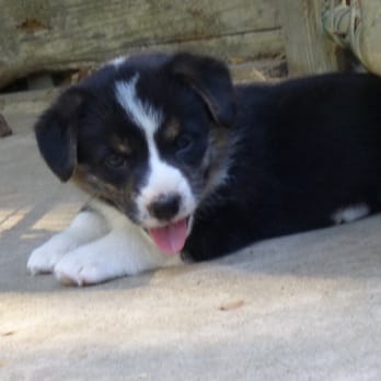 Lee English Corgi Lady - Rupert - Pets Near Me - Lecanto, Florida